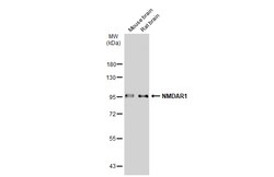 Invitrogen NMDAR1 Polyclonal Antibody 100 &mu;L; Unconjugated:Antibodies,