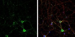 Invitrogen IP3 Receptor 1 Polyclonal Antibody 100 &mu;L; Unconjugated:Antibodies,