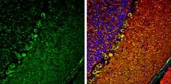 Invitrogen IP3 Receptor 1 Polyclonal Antibody 100 &mu;L; Unconjugated:Antibodies,