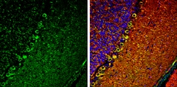 Invitrogen IP3 Receptor 1 Polyclonal Antibody 100 &mu;L; Unconjugated:Antibodies,