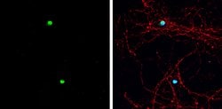 Invitrogen ASCL1 Polyclonal Antibody 100 &mu;L; Unconjugated:Antibodies,
