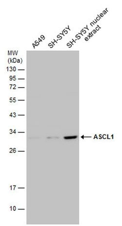 Invitrogen ASCL1 Polyclonal Antibody 100 &mu;L; Unconjugated:Antibodies,