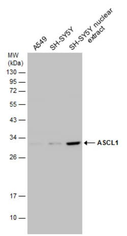 Invitrogen ASCL1 Polyclonal Antibody 100 &mu;L; Unconjugated:Antibodies,