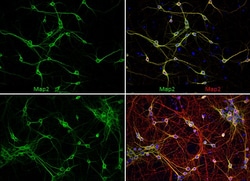 Invitrogen MAP2 Polyclonal Antibody 100 &mu;L; Unconjugated:Antikroppar