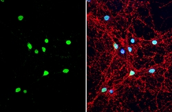 Invitrogen&trade;&nbsp;NPY Polyclonal Antibody
