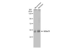 Invitrogen VGLUT1 Polyclonal Antibody 100 &mu;L; Unconjugated:Anticuerpos