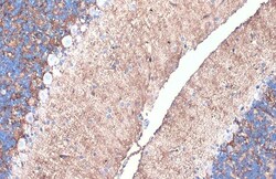Invitrogen Aquaporin 4 Polyclonal Antibody 100 &mu;L; Unconjugated:Antibodies,
