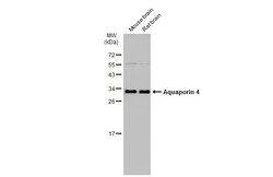 Invitrogen Aquaporin 4 Polyclonal Antibody 100 &mu;L; Unconjugated:Antibodies,