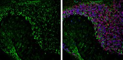 Invitrogen Aquaporin 4 Polyclonal Antibody 100 &mu;L; Unconjugated:Antibodies,