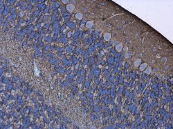 Invitrogen Aquaporin 4 Polyclonal Antibody 100 &mu;L; Unconjugated:Antibodies,