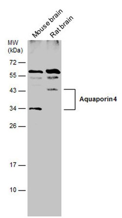 Invitrogen Aquaporin 4 Polyclonal Antibody 100 &mu;L; Unconjugated:Antibodies,