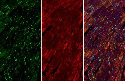 Invitrogen Nkx2.5 Polyclonal Antibody 100 &mu;L; Unconjugated:Antibodies,