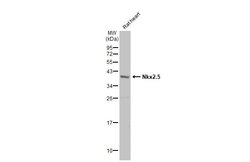 Invitrogen Nkx2.5 Polyclonal Antibody 100 &mu;L; Unconjugated:Antibodies,