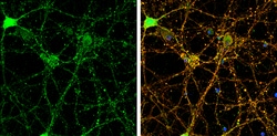 Invitrogen PSD-95 Polyclonal Antibody 100 &mu;L; Unconjugated:Antibodies,