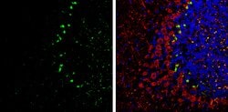 Invitrogen PSD-95 Polyclonal Antibody 100 &mu;L; Unconjugated:Antibodies,