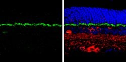 Invitrogen PSD-95 Polyclonal Antibody 100 &mu;L; Unconjugated:Antibodies,