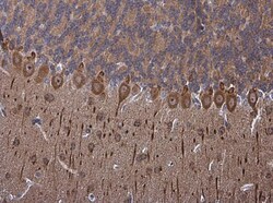 Invitrogen PSD-95 Polyclonal Antibody 100 &mu;L; Unconjugated:Antibodies,