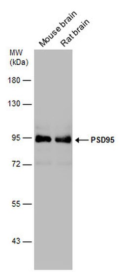 Invitrogen PSD-95 Polyclonal Antibody 100 &mu;L; Unconjugated:Antibodies,
