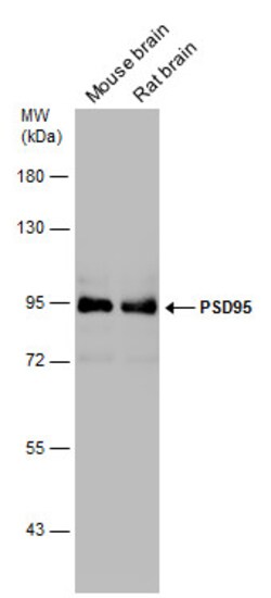 Invitrogen PSD-95 Polyclonal Antibody 100 &mu;L; Unconjugated:Antibodies,