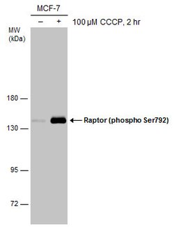 Invitrogen Phospho-Raptor (Ser792) Polyclonal Antibody 100 &mu;L; Unconjugated:Antibodies,