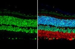 Invitrogen OTX2 Polyclonal Antibody 100 &mu;L | Buy Online | Invitrogen&trade; | Fisher Scientific