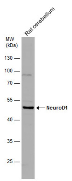 Invitrogen NeuroD1 Polyclonal Antibody 100 &mu;L; Unconjugated:Antibodies,