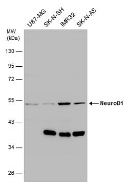 Invitrogen NeuroD1 Polyclonal Antibody 100 &mu;L; Unconjugated:Antibodies,