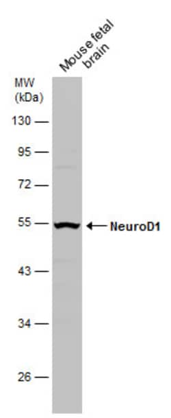 Invitrogen NeuroD1 Polyclonal Antibody 100 &mu;L; Unconjugated:Antibodies,