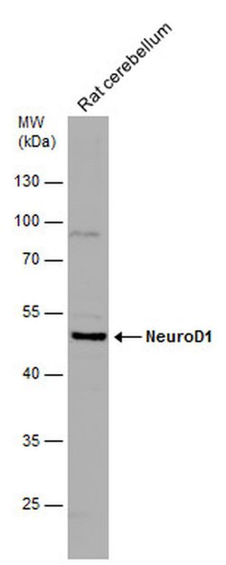 Invitrogen NeuroD1 Polyclonal Antibody 100 &mu;L; Unconjugated:Antibodies,