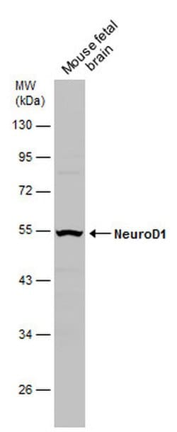 Invitrogen NeuroD1 Polyclonal Antibody 100 &mu;L; Unconjugated:Antibodies,