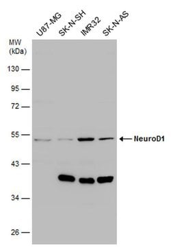 Invitrogen NeuroD1 Polyclonal Antibody 100 &mu;L; Unconjugated:Antibodies,