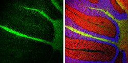 Invitrogen NEFM Polyclonal Antibody 100 &mu;L; Unconjugated:Antibodies,