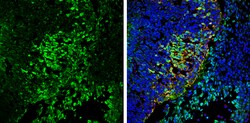 Invitrogen VAMP2 Polyclonal Antibody 100 &mu;L; Unconjugated:Antibodies,