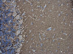 Invitrogen VAMP2 Polyclonal Antibody 100 &mu;L; Unconjugated:Antibodies,