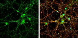 Invitrogen PSD93 Polyclonal Antibody 100 &mu;L; Unconjugated:Antibodies,