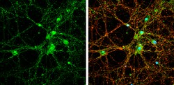 Invitrogen PSD93 Polyclonal Antibody 100 &mu;L; Unconjugated:Antibodies,