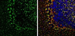 Invitrogen PSD93 Polyclonal Antibody 100 &mu;L; Unconjugated:Antibodies,