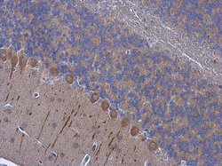 Invitrogen PSD93 Polyclonal Antibody 100 &mu;L; Unconjugated:Antibodies,