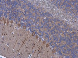 Invitrogen PSD93 Polyclonal Antibody 100 &mu;L; Unconjugated:Antibodies,