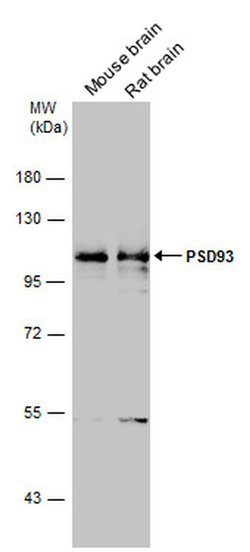 Invitrogen PSD93 Polyclonal Antibody 100 &mu;L; Unconjugated:Antibodies,