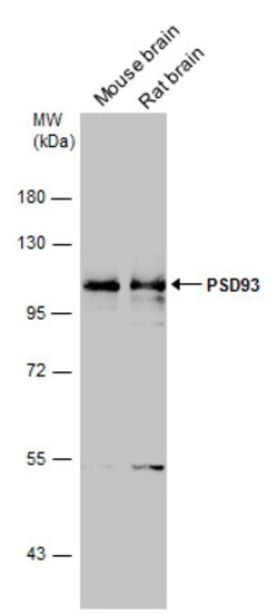 Invitrogen PSD93 Polyclonal Antibody 100 &mu;L; Unconjugated:Antibodies,