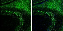 Invitrogen VAChT Polyclonal Antibody 100 &mu;L; Unconjugated:Antibodies,