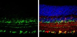 Invitrogen VAChT Polyclonal Antibody 100 &mu;L; Unconjugated:Antibodies,