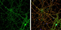 Invitrogen PSD-95 Polyclonal Antibody 100 &mu;L; Unconjugated:Antibodies,