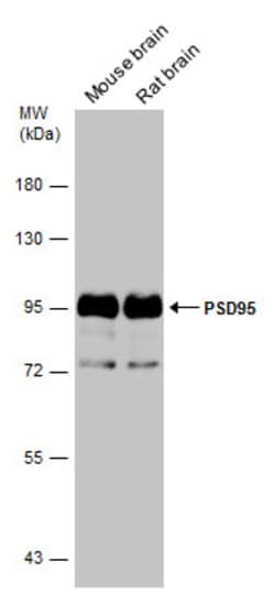 Invitrogen PSD-95 Polyclonal Antibody 100 &mu;L; Unconjugated:Antibodies,