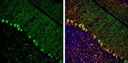 ITPKA Polyclonal Antibody, Invitrogen 100 &mu;L; Unconjugated:Antibodies,