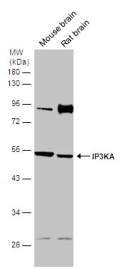 ITPKA Polyclonal Antibody, Invitrogen 100 &mu;L; Unconjugated:Antibodies,