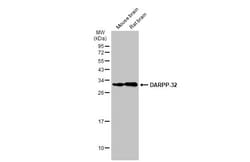 Invitrogen DARPP-32 Polyclonal Antibody 100 &mu;L; Unconjugated:Antibodies,