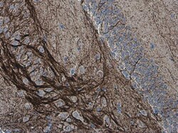 Invitrogen alpha Internexin Polyclonal Antibody 100 &mu;L; Unconjugated:Antibodies,