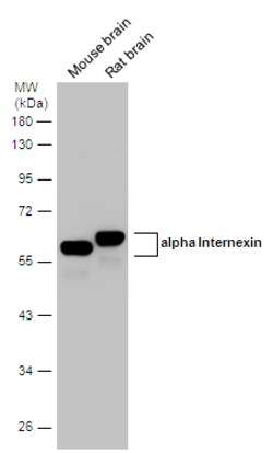 Invitrogen alpha Internexin Polyclonal Antibody 100 &mu;L; Unconjugated:Antibodies,